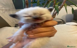 Ragdoll cats for sale: Stunning Ragdoll kittens blue lnyx ready soon  - Image 10