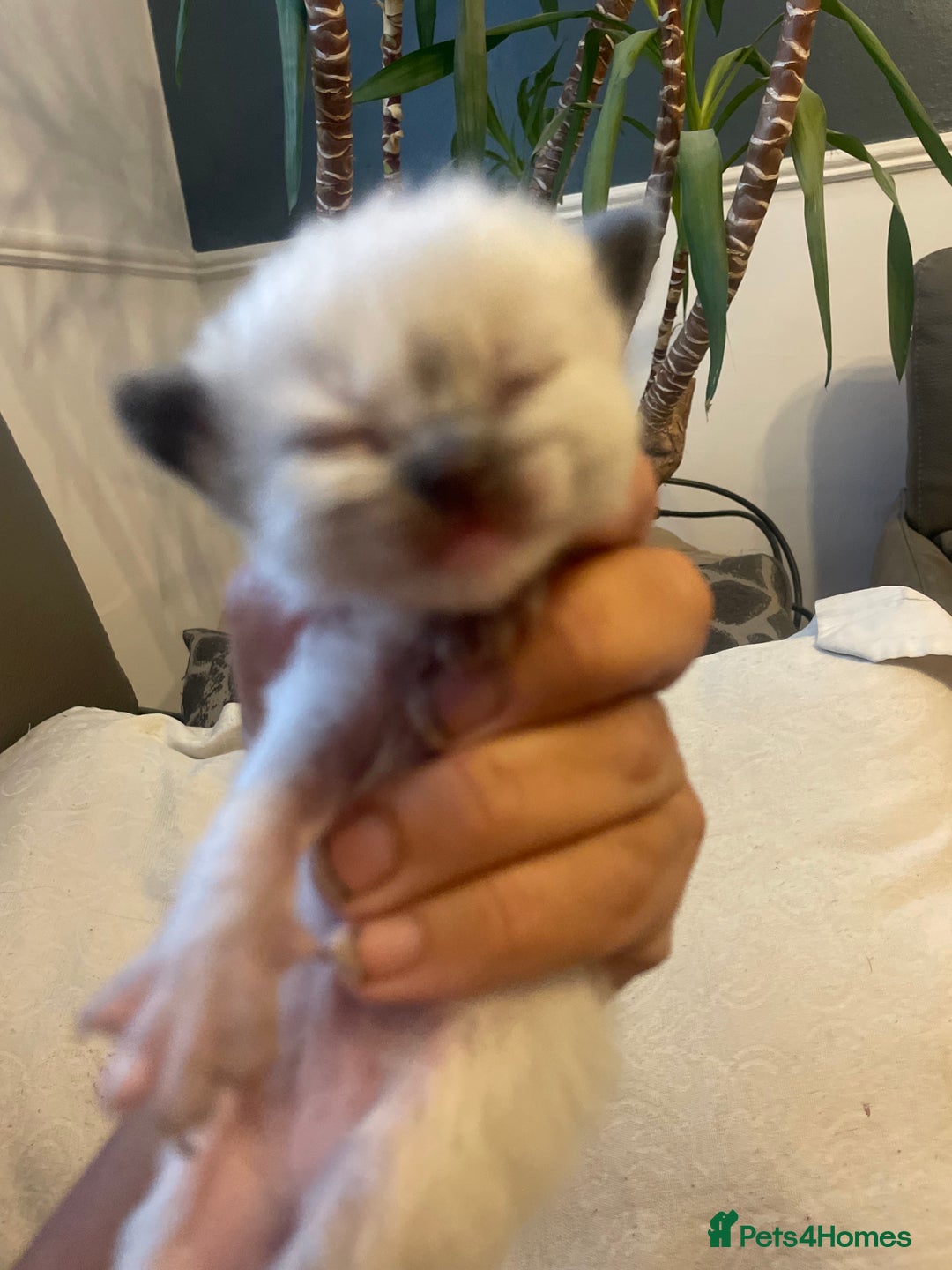 Ragdoll cats for sale: Stunning Ragdoll kittens blue lnyx ready soon  - Image 10