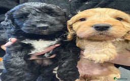 Cockapoo dogs for sale: Cockerpoo - Image 8