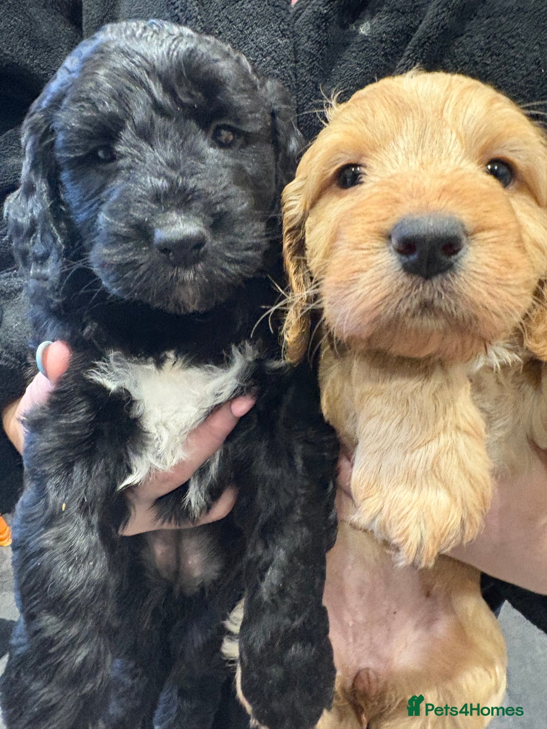 Cockapoo dogs for sale: Cockerpoo - Image 8