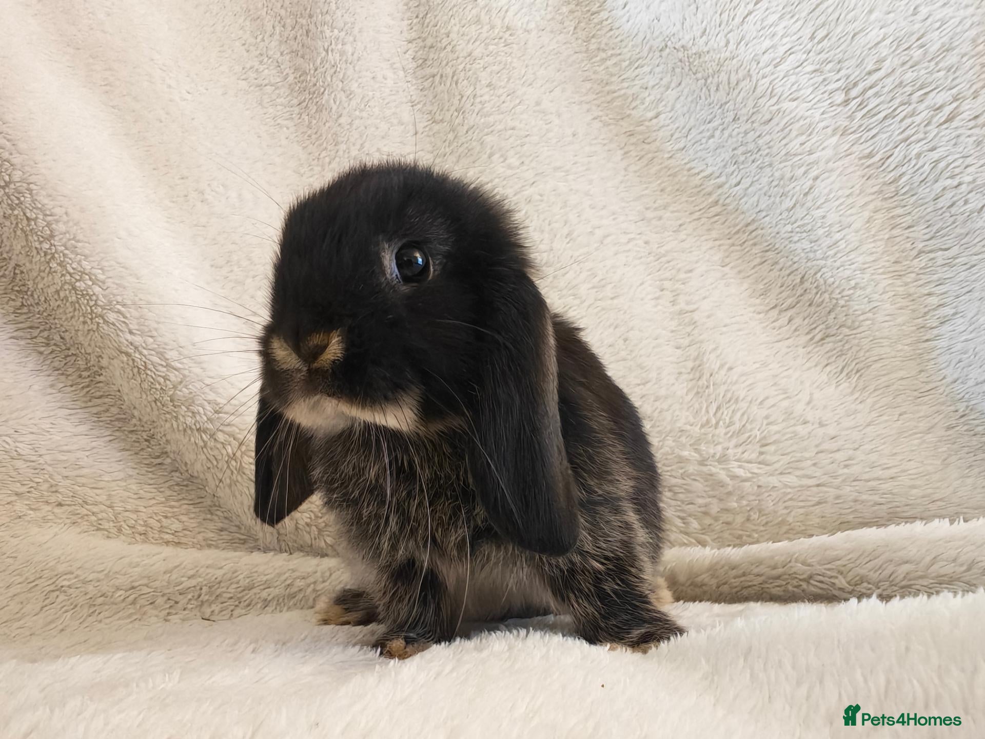 Mini Lop rabbits Beautiful Mini Lop Bunnies  - Advert 19