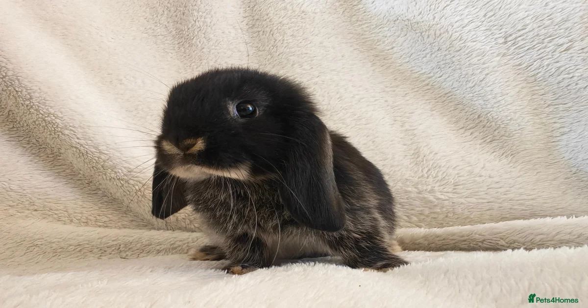 Mini Lop Rabbits for Sale for sale in Coventry, West Midlands | Pets4Homes