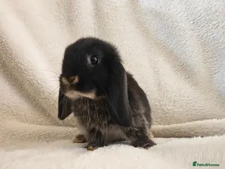 Mini Lop rabbits Beautiful Mini Lop Bunnies - Advert 1