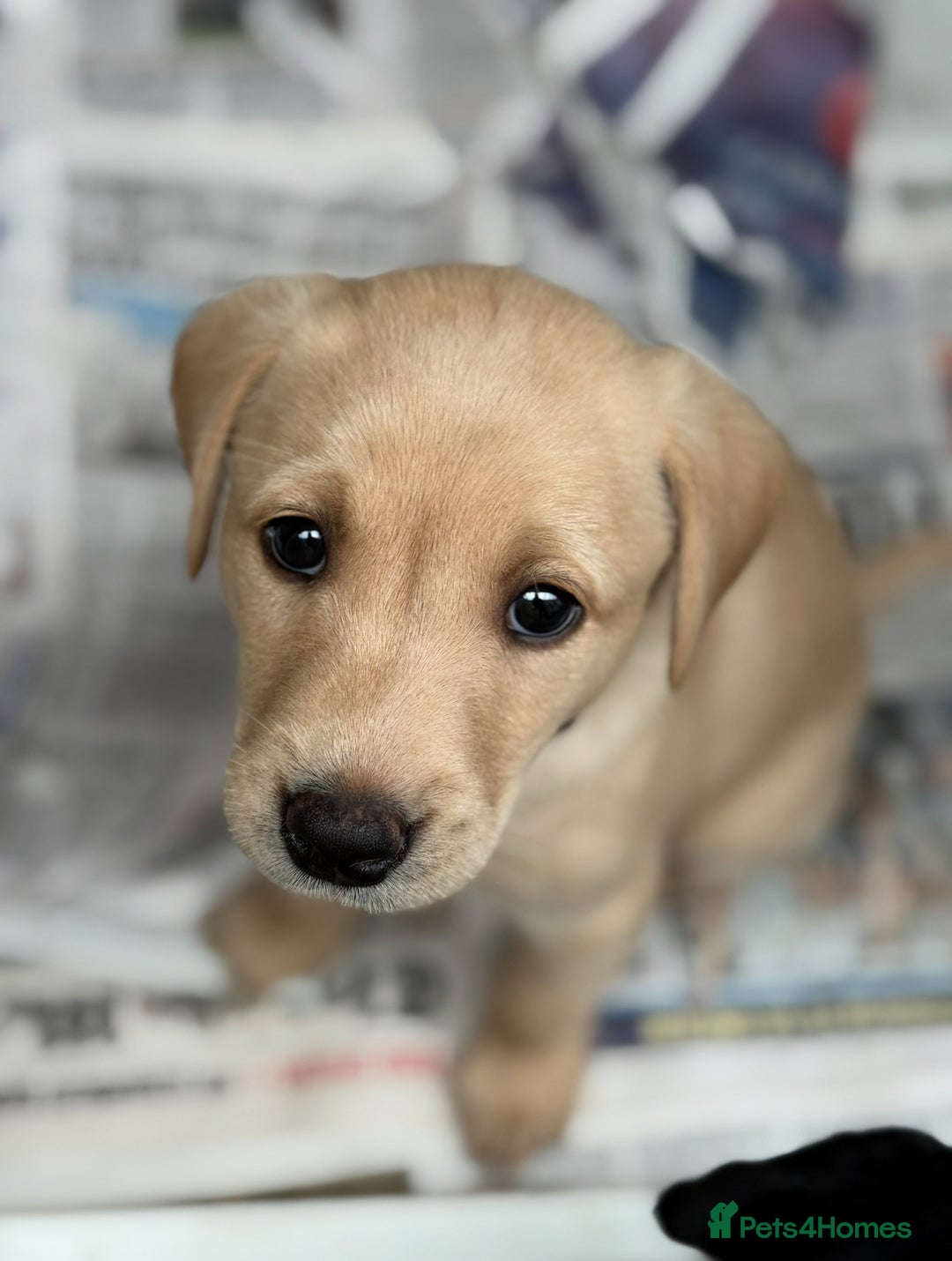 Labrador Retriever dogs for sale: Working Labrador Puppies - 3 boys remaining - Image 9