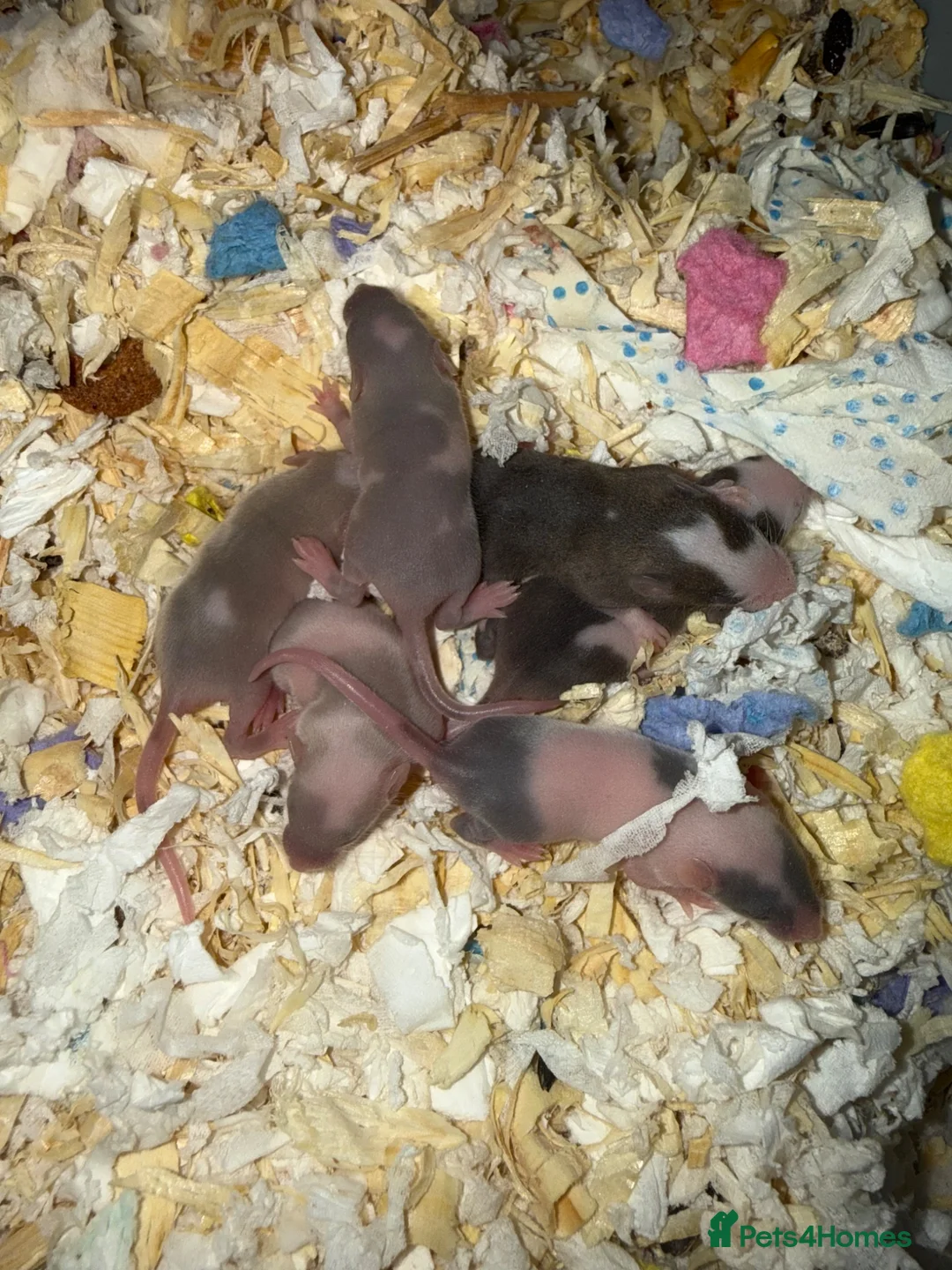 Mouse rodents for sale: Loads of females and males - Advert 14