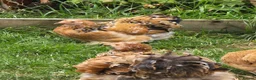 Chickens poultry for sale: Pekin Bantam pullets - Advert 5