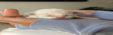 Ragdoll 2