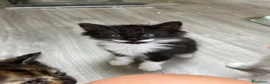 Mixed Breed Kitten 4
