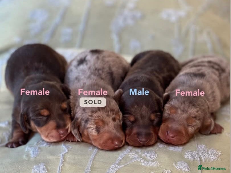 Miniature Dachshund dogs Beautiful miniature dachshund puppies - Advert 2