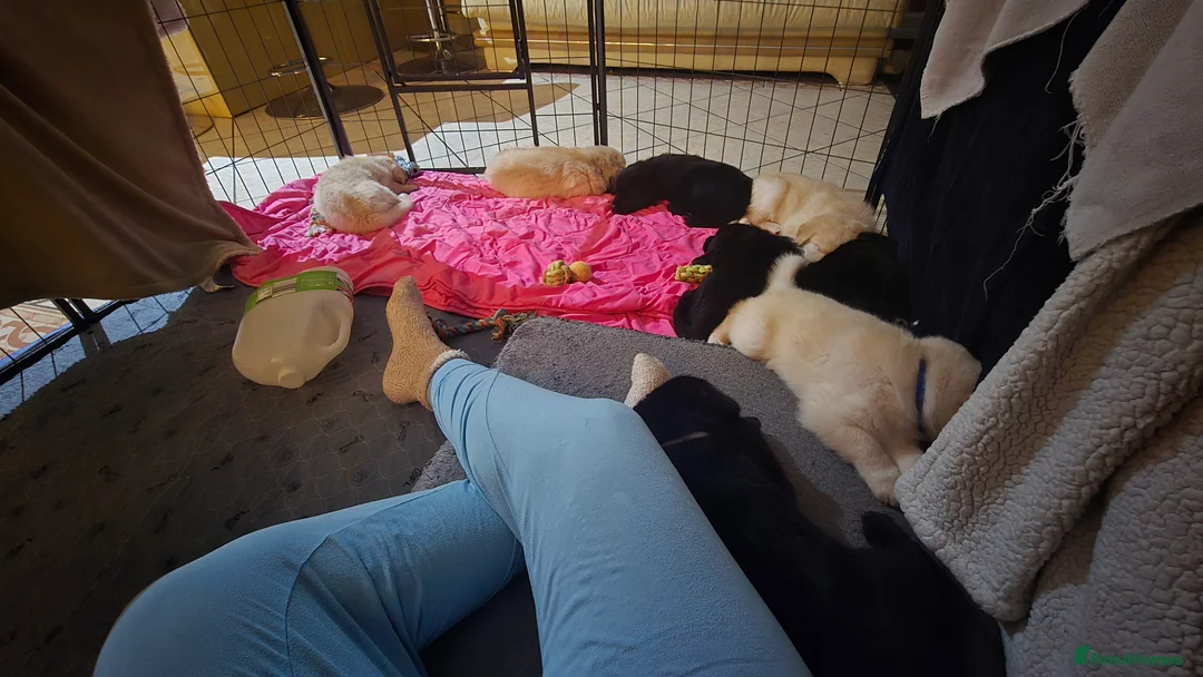 Mixed Breed dogs for sale: Ethically Raised Shepradors - 3 left - Advert 2