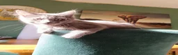 Ragdoll cats for sale: Only grey male available  - Advert 4