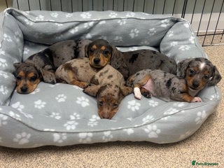 Miniature Dachshund dogs Miniature dachshund puppies - Advert 3