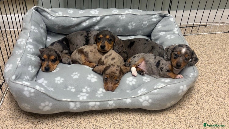 Miniature Dachshund dogs Miniature dachshund puppies - Advert 1