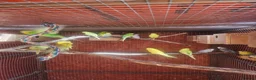 Budgerigars birds for sale: Budgies  - Advert 6
