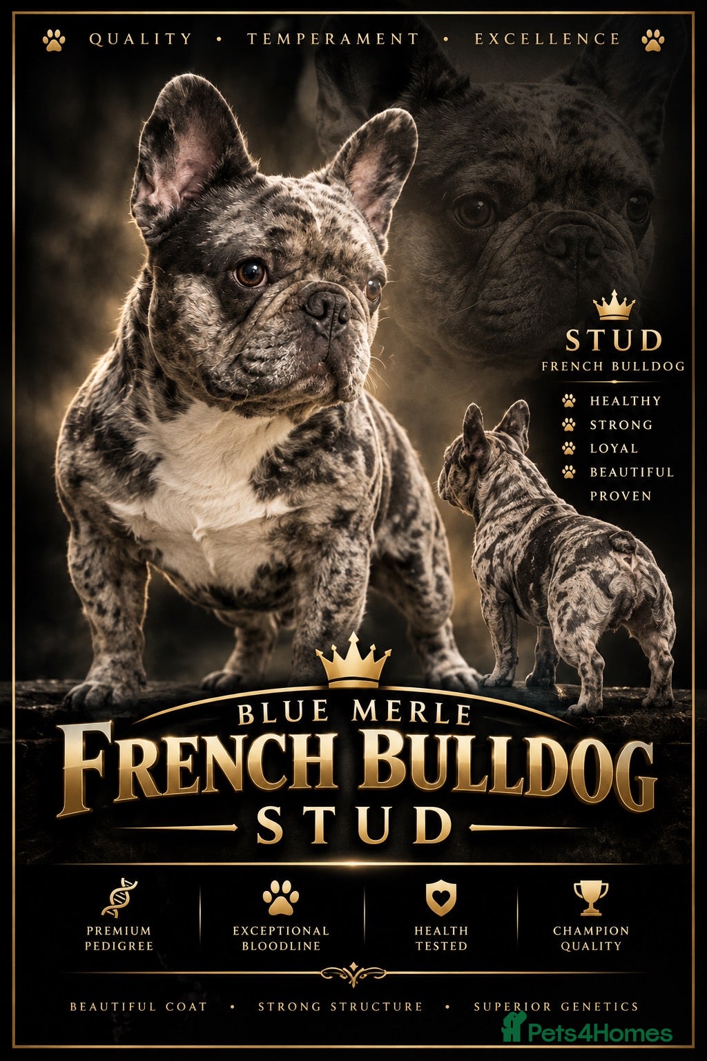 French Bulldog dogs for stud: blue Merle French bulldog stud  - Advert 19