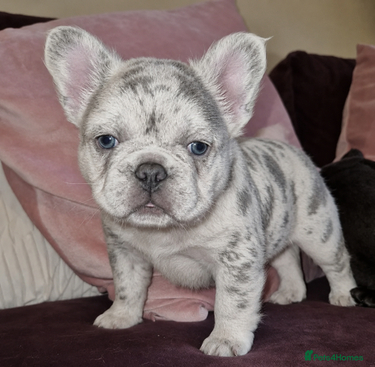 French Bulldog dogs Fluffy frenchies due july  - Advert 4