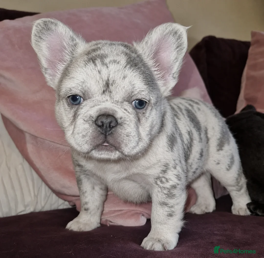 French Bulldog dogs for sale: Fluffy frenchies due july  - Advert 1