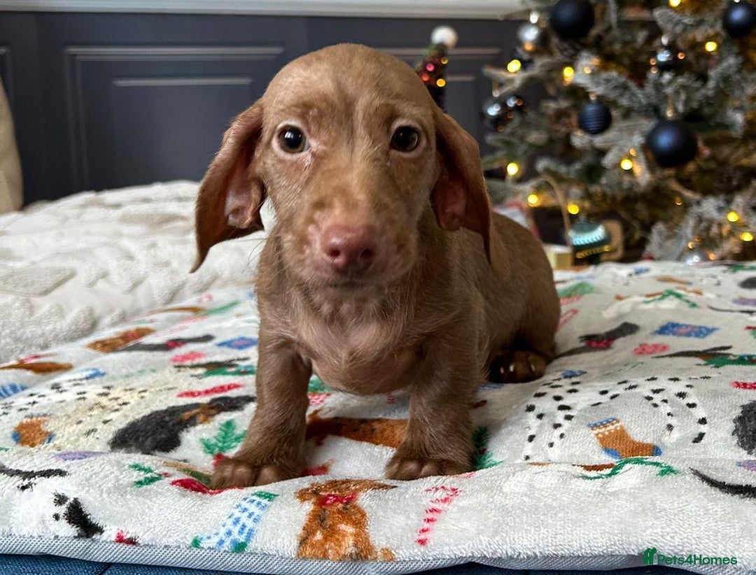 Miniature Dachshund dogs for sale: FULLY VAX LITTER MINIATURE DAXIS PRA CLR KC REG - Advert 11