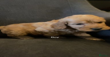 Cockapoo dogs Cockerpoo puppy’s  - Advert 16