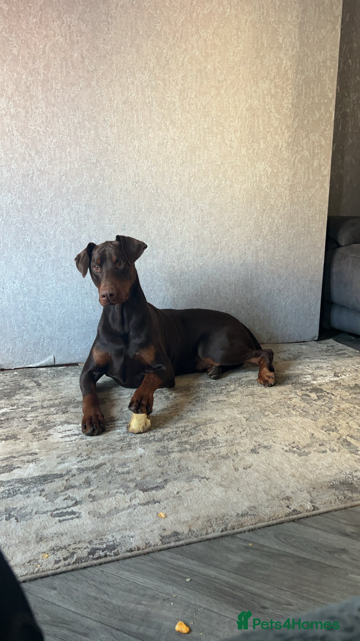 Dobermann dogs Doberman STUD available  - Advert 5