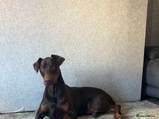 Dobermann dogs Doberman STUD available - Advert 5
