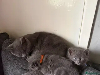 British Shorthair cats Grey British shorthair kitten - Advert 11