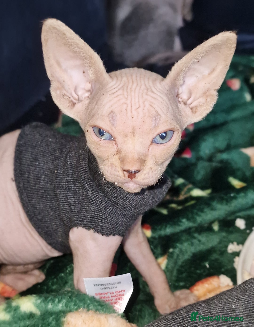 Sphynx cats for sale: Gorgeous Canadian Sphynx kittens - Image 18