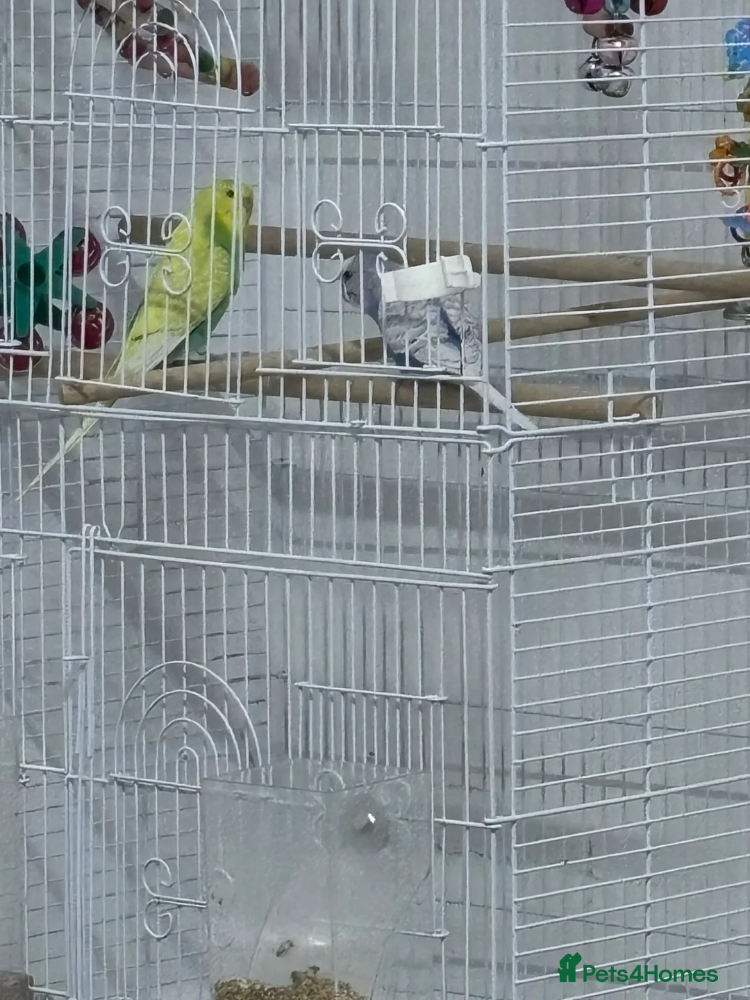 Budgerigars birds for sale: Lovely budgies - Advert 5