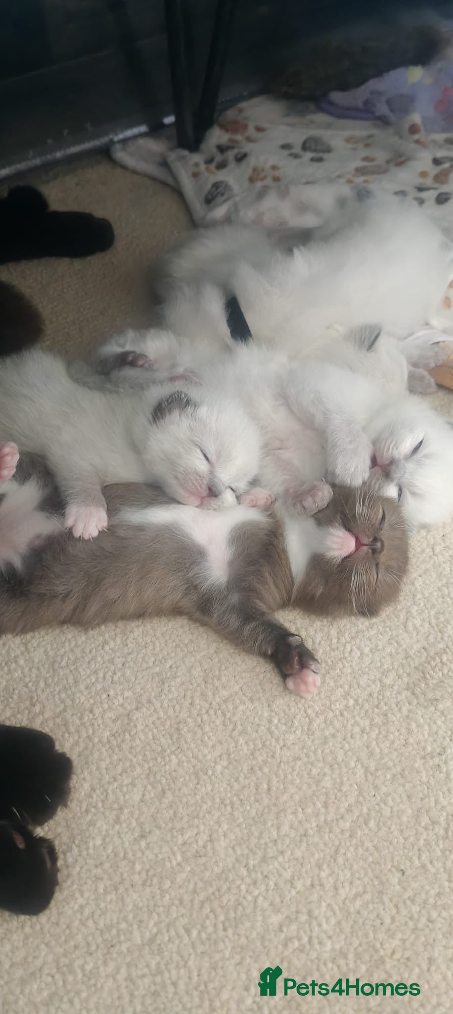 Ragamese cats SHORTHAIR AND LONGHAIR RAGDOLL-SIAMESE KITTENS - Advert 1