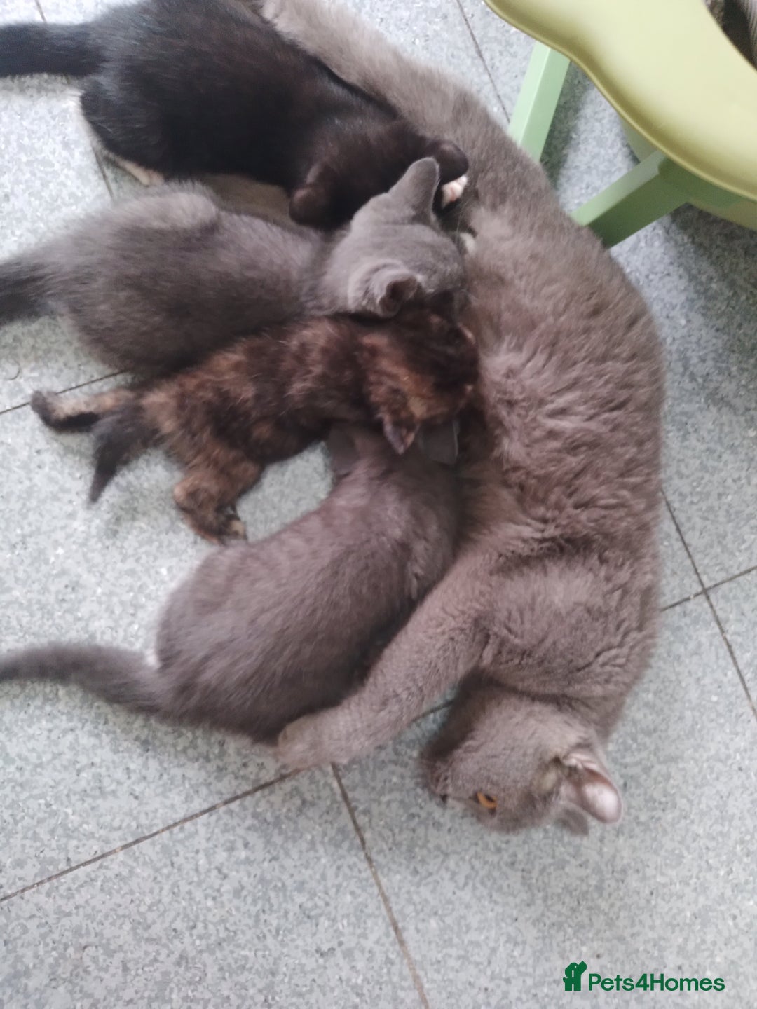 British Shorthair cats for sale: British shorthairs in Bromley - Image 7