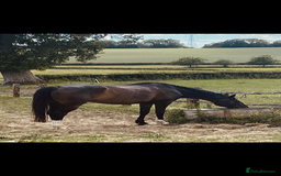 Irish Thoroughbred horses for sale: 16H TB Mare ex Racer excellent manners 16 years  - Image 3