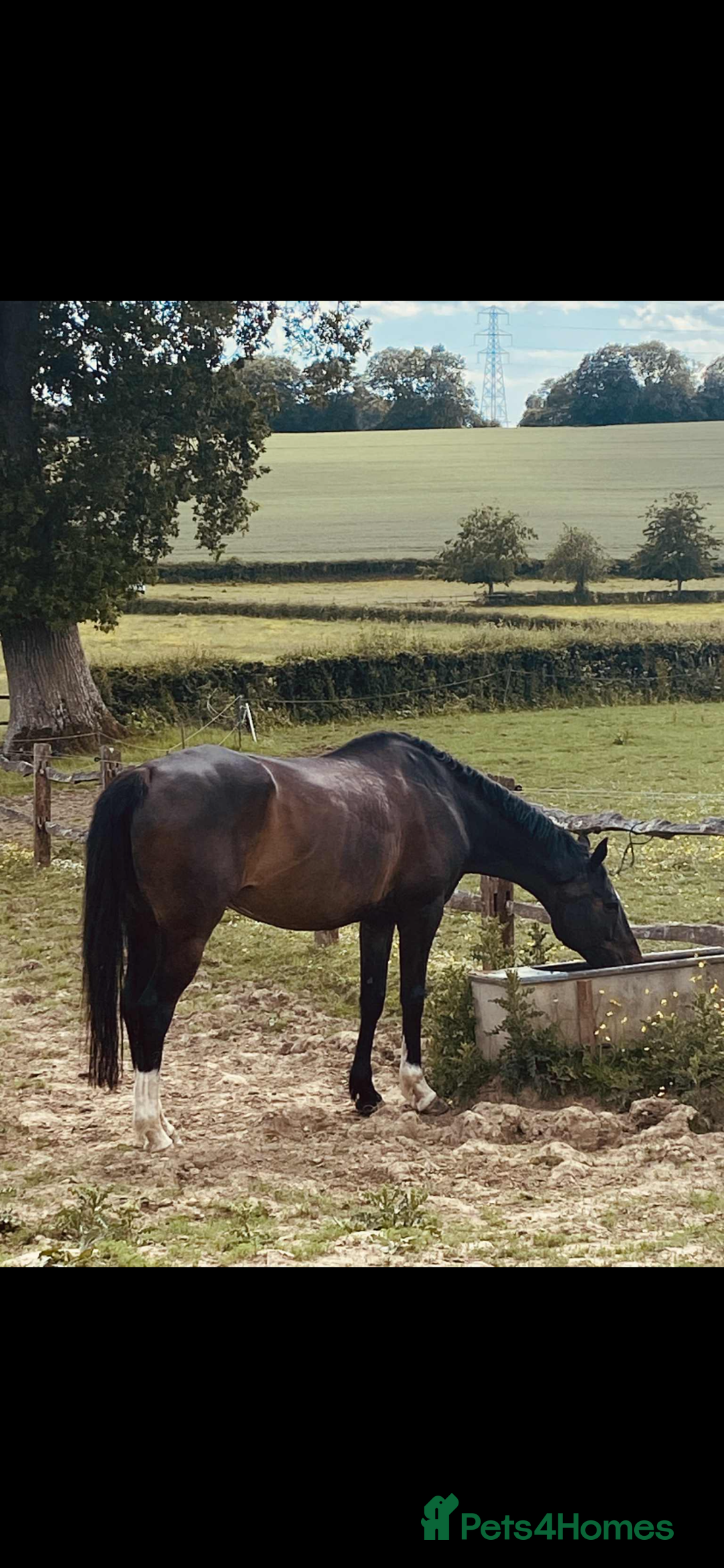 Irish Thoroughbred horses for sale: 16H TB Mare ex Racer excellent manners 16 years  - Image 3