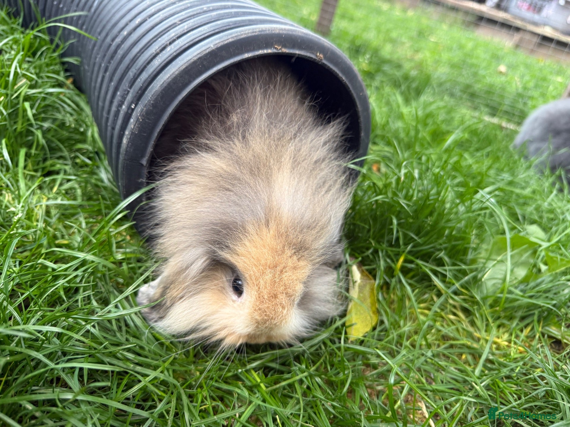 Mini Lion Lop rabbits  Baby mini lion lops born on 12 August  - Advert 8