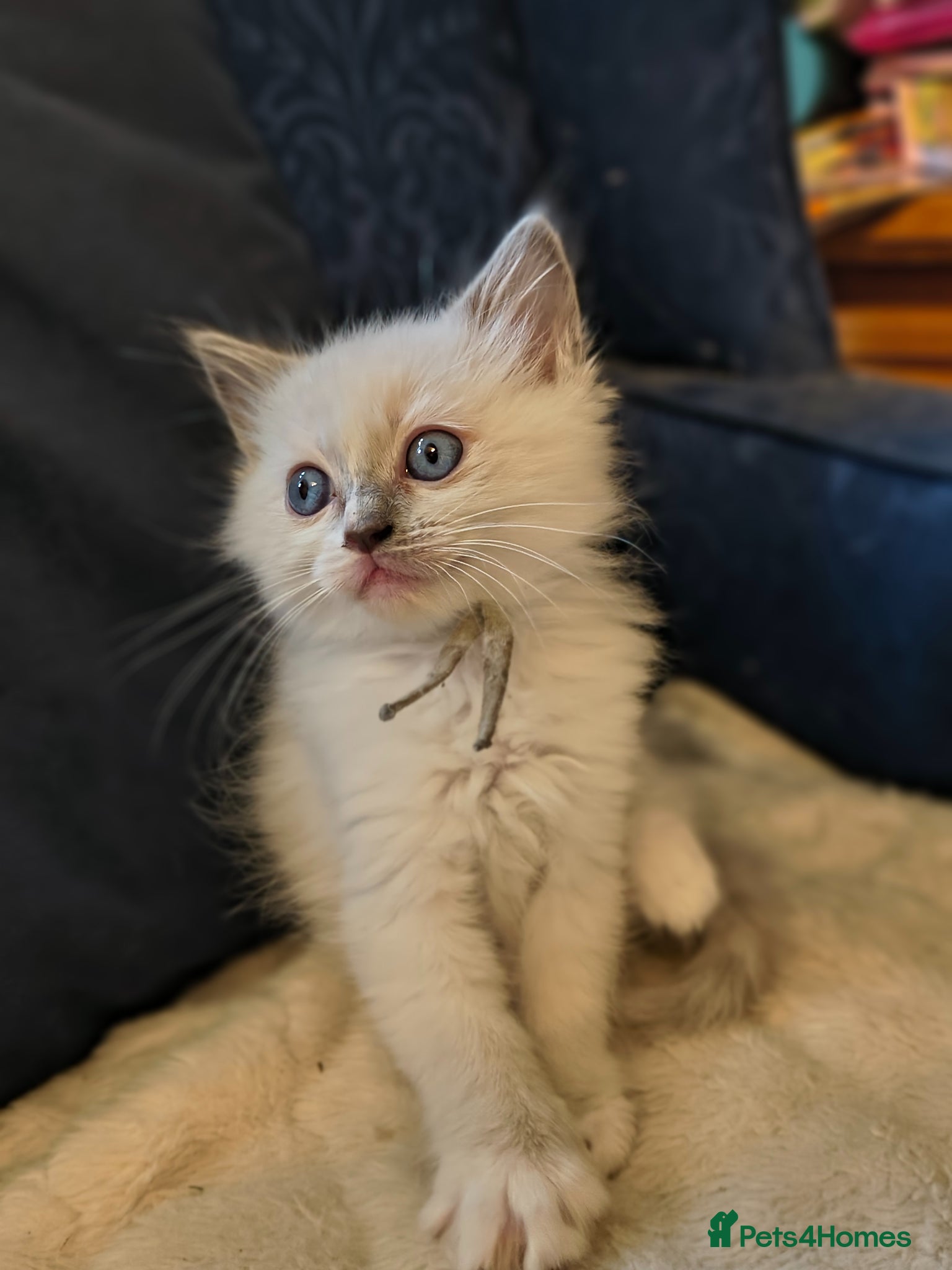Ragdoll cats Blue mitted Ragdoll kittens - Advert 1