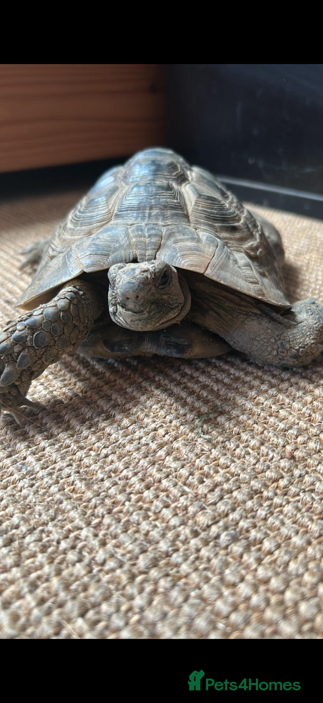 Tortoise reptiles for sale: Male Greek Tortoise for Sale, price negotiable.  - Advert 4