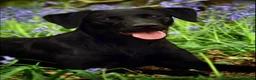 Labrador Retriever dogs for sale: 🐾 GORGEOUS LABRADOR PUPPIES – BORN 25TH SEPTEMBER - Advert 8