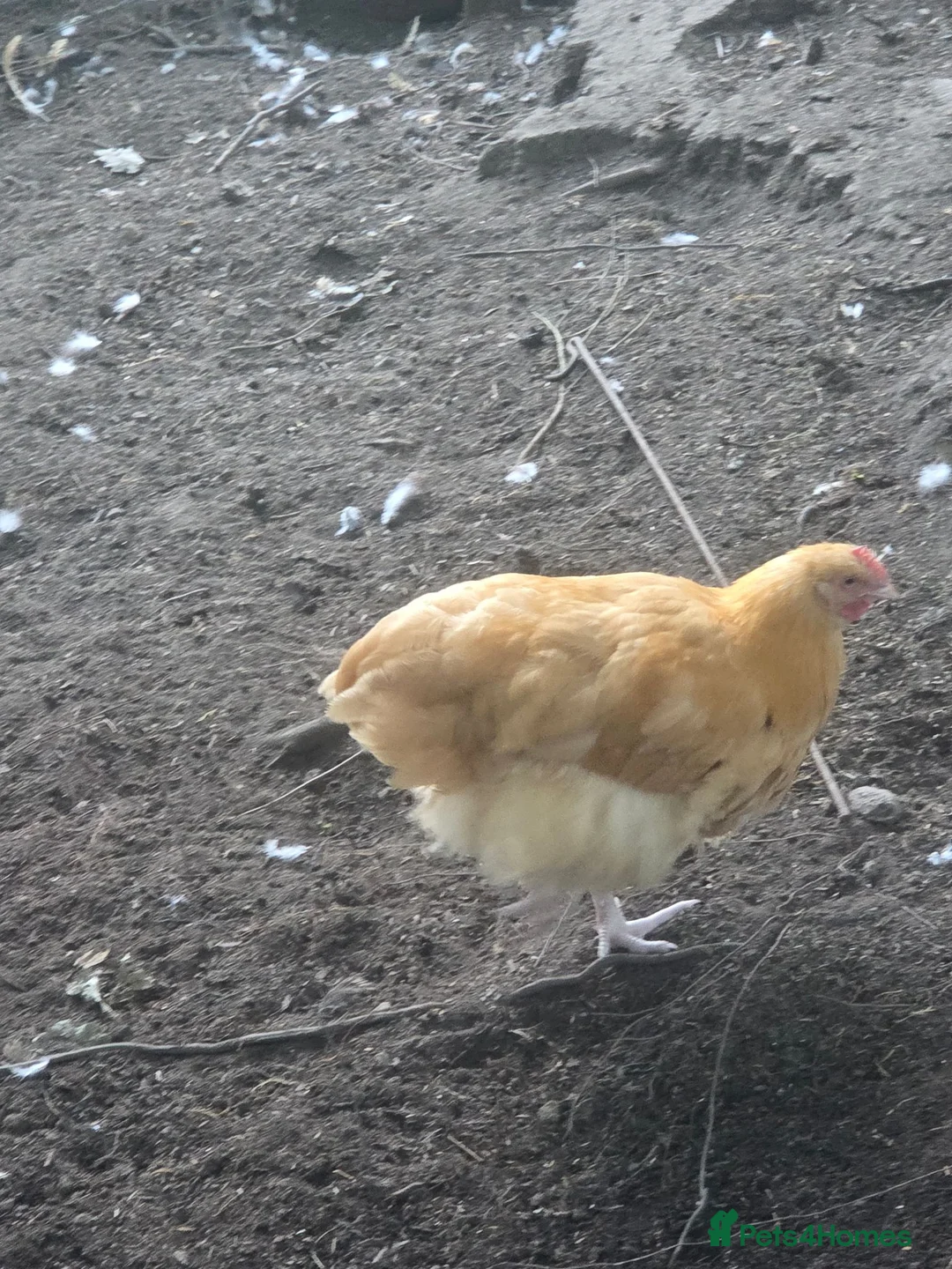 Chickens poultry for sale: Young buff oprington male - Advert 2