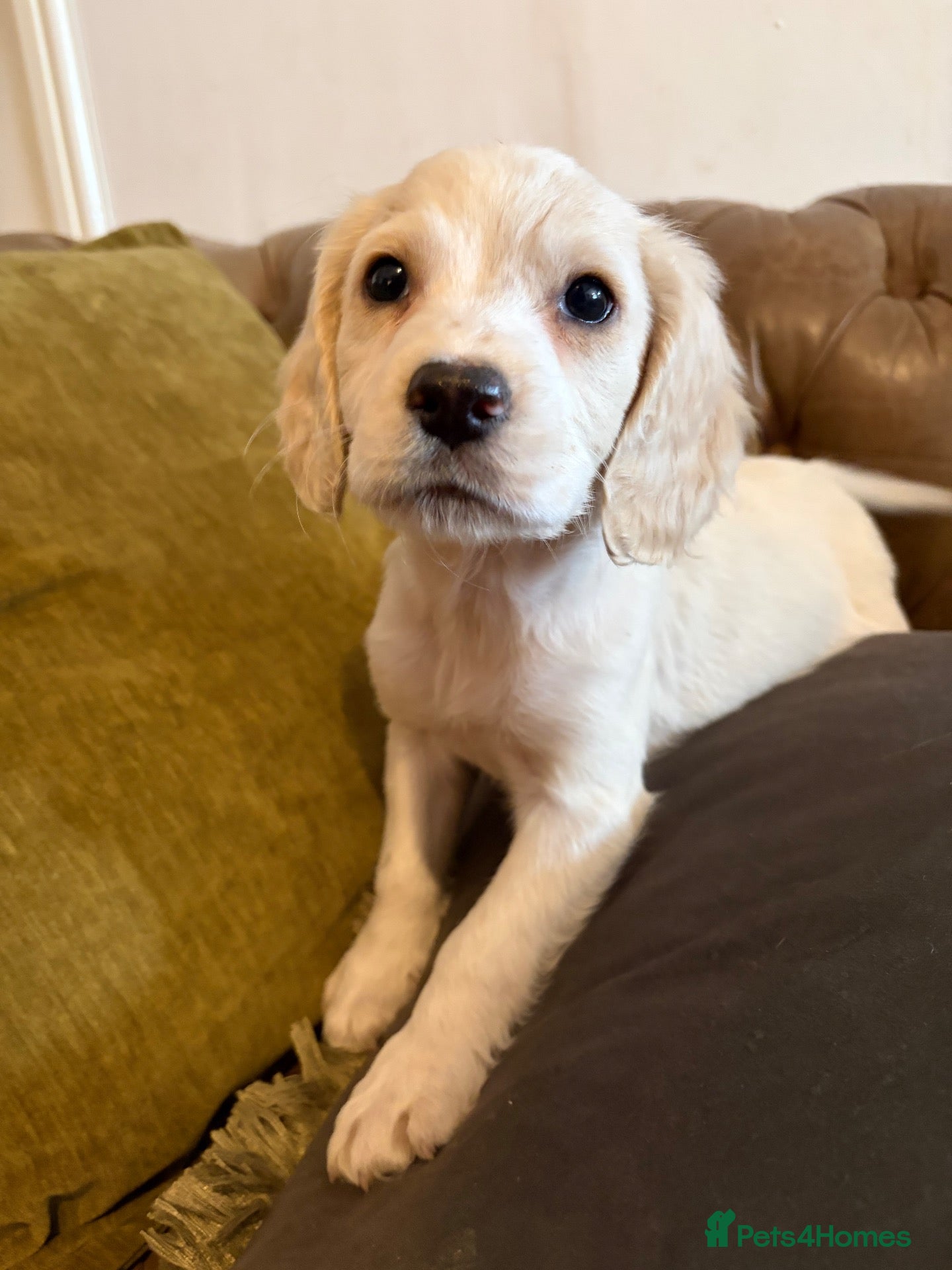 Cocker Spaniel dogs 2 boys left! Stunning cocker spaniel puppies  - Advert 11