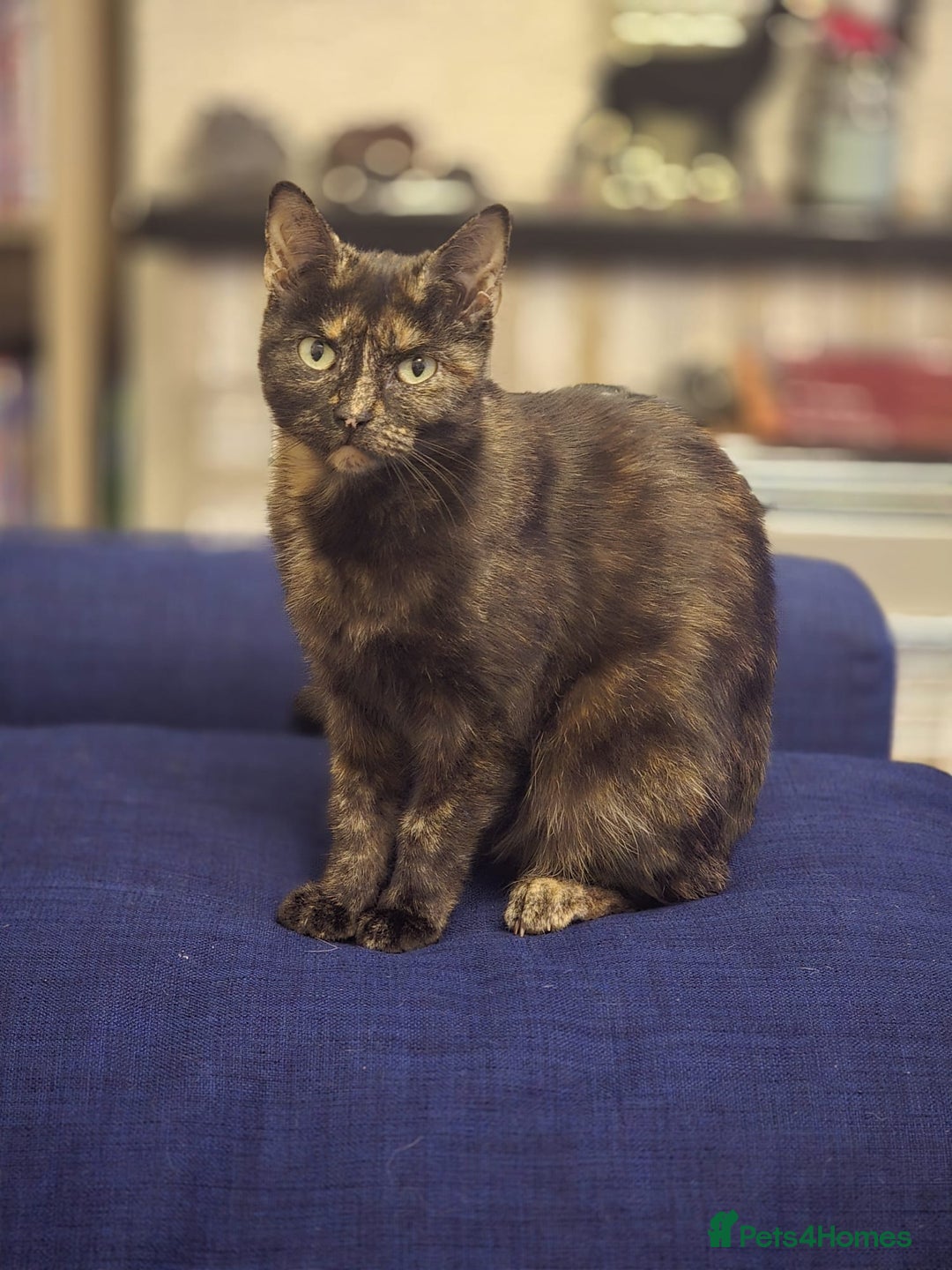 Mixed Breed cats for sale: 3 kittens £30 each - Image 5