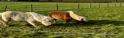 Shetland pony horses for sale: Adorable Miniature Shetland in Looe - Advert 5
