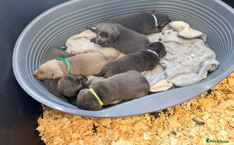 Labrador Retriever dogs - Advert 13