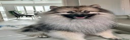 Keeshond dogs for sale: Keeshond male - Advert 4