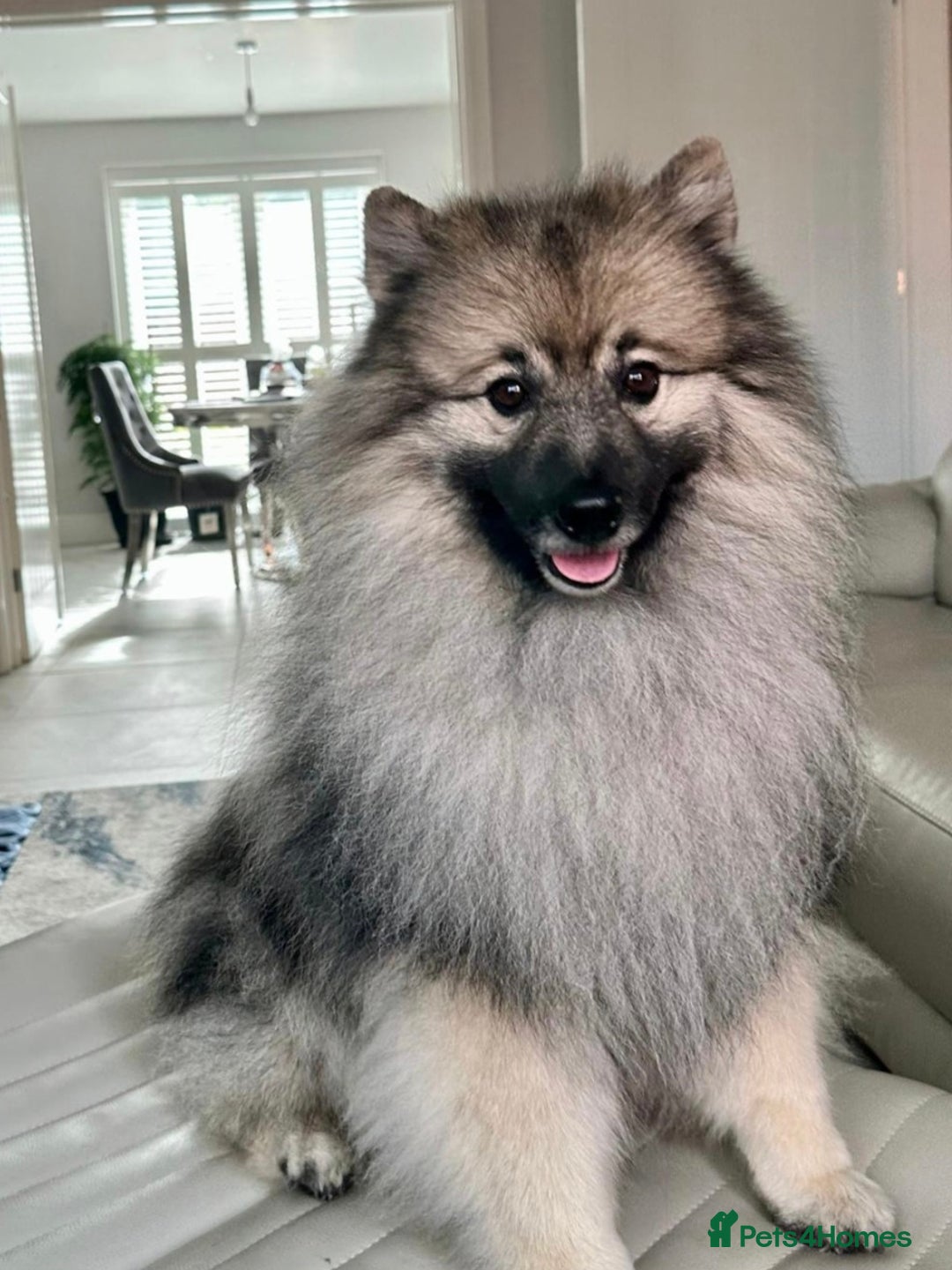 Keeshond dogs for sale: Keeshond male - Advert 4