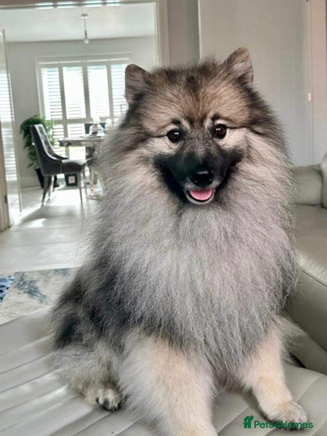 Keeshond dogs for sale: Keeshond male - Advert 4