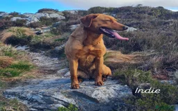 Labrador Retriever dogs for sale: Labrador puppies  - Image 3
