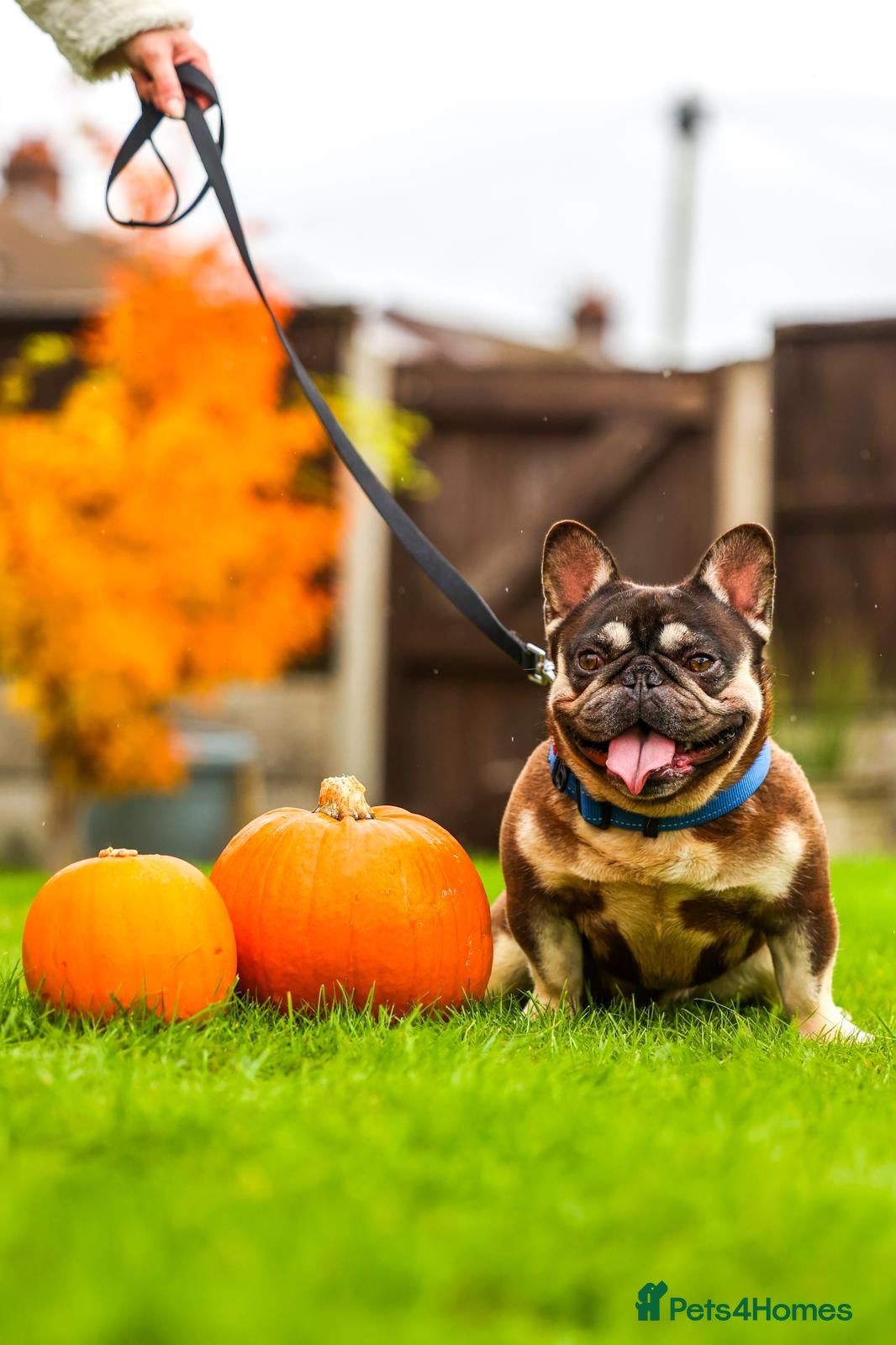 French Bulldog dogs French Bulldog - Advert 1