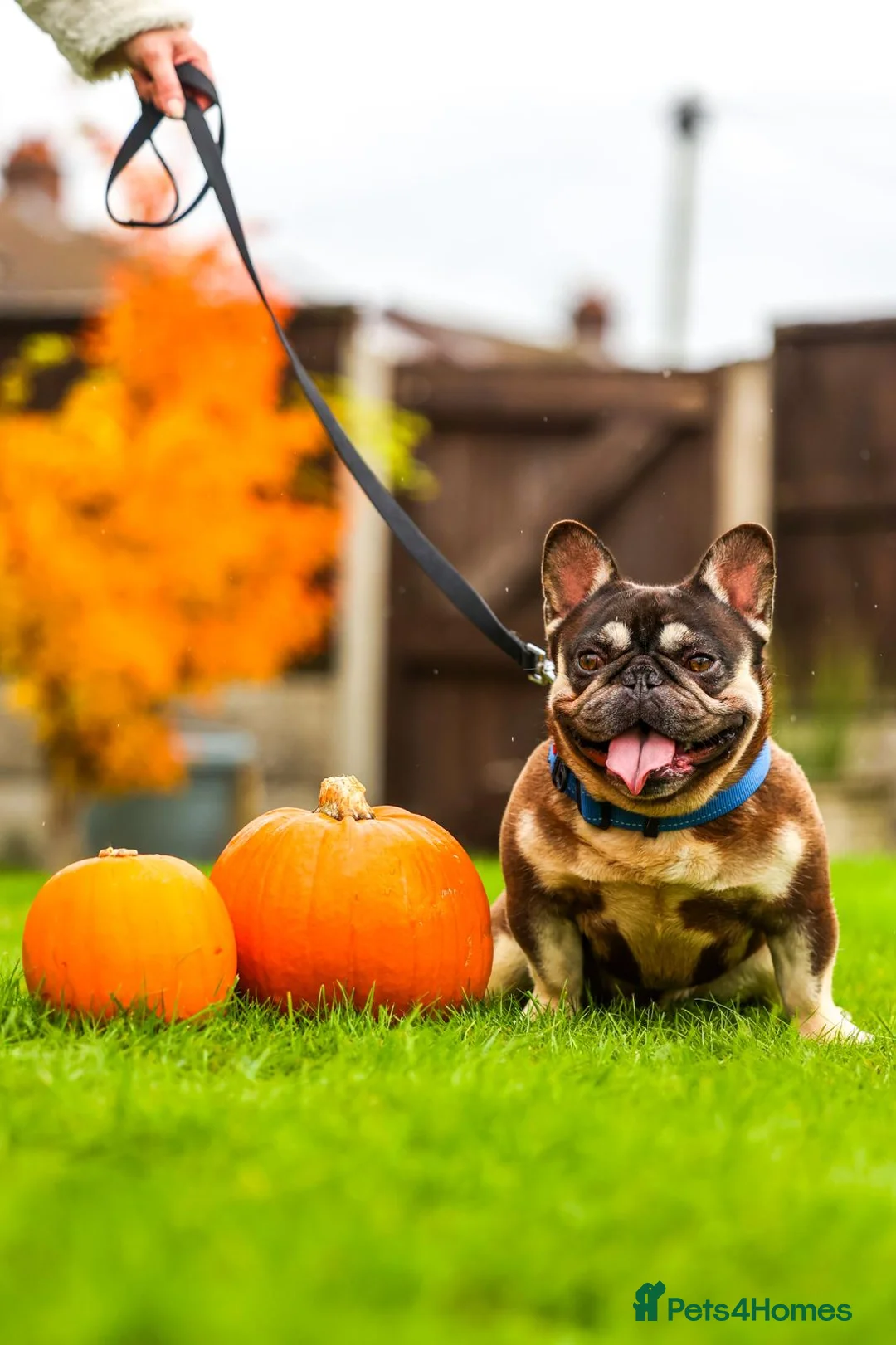 French Bulldog dogs for sale: French Bulldog - Advert 1