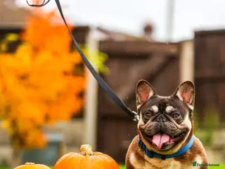 French Bulldog dogs French Bulldog - Advert 1