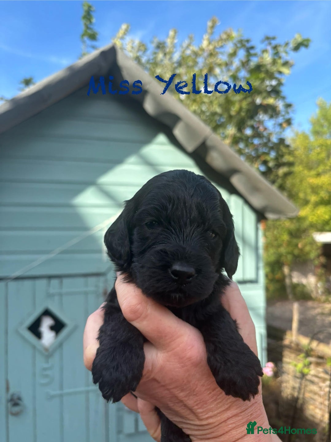 Cockapoo dogs for sale: Gorgeous cockapoo puppies!  - Image 10
