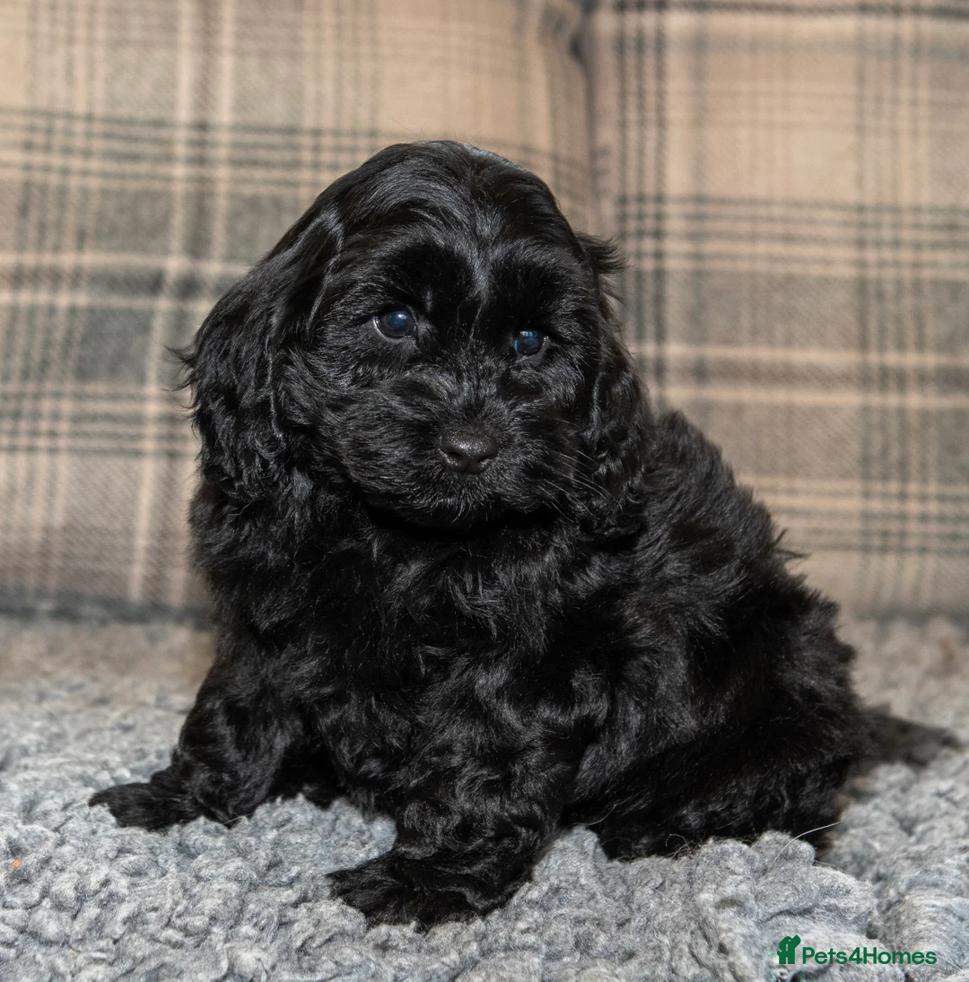 Cavapoo dogs for sale: F1B Cavapoo - 2 puppies left  - Advert 10